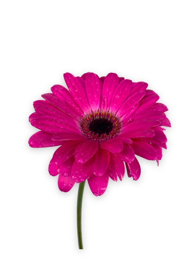 Gerbera