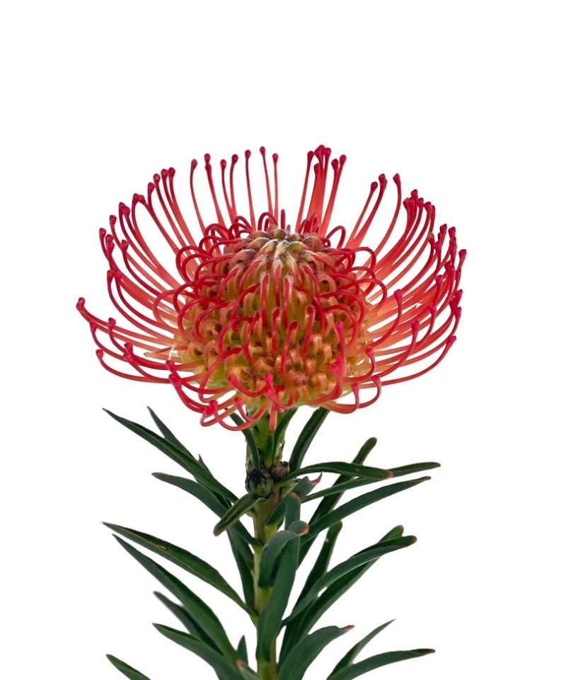 Protea