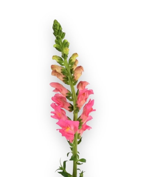 Snapdragon