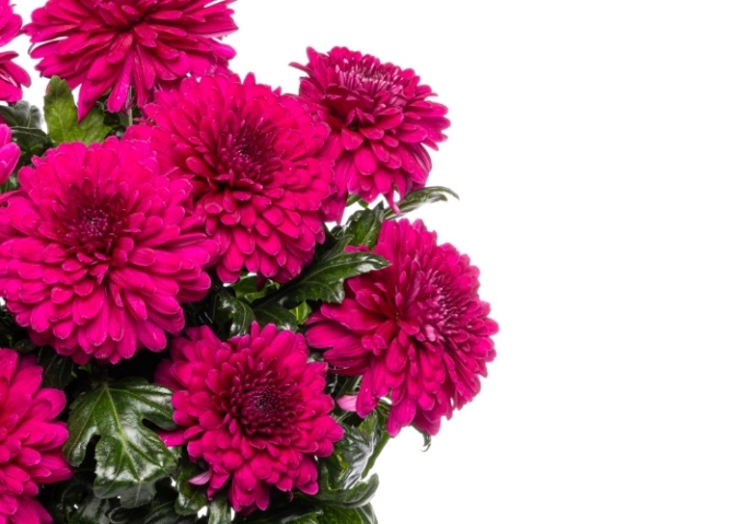 Chrysanthemums