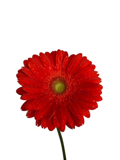 Gerbera